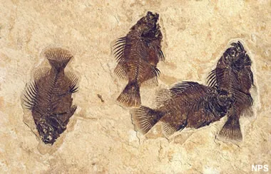 Green River fossil fish