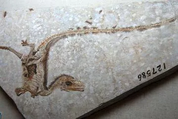 http://www.lifeslittlemysteries.com/images/i/344/iFF/dinosaur-fossil-100921-02.jpg?1324321337