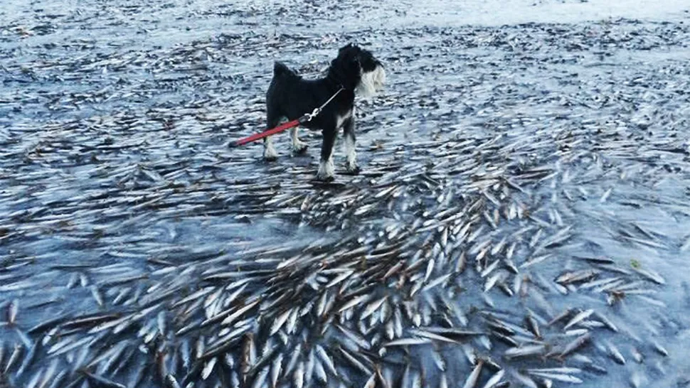 The sea froze so fast that it killed thousands of fish instantly