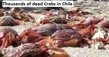 Dead Crabs in Chile