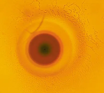 Polonium-218 radiohalo. Photo by Mark Armitage. From: www.icr.org