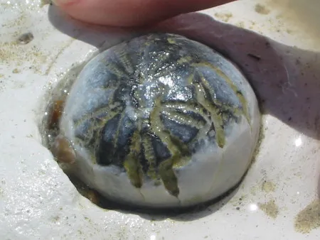 Fossil internal flint mould of an Echinocorys sea urchin at Peacehaven