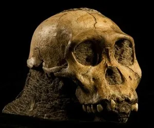 sediba