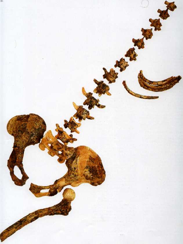 STS 14 specimen