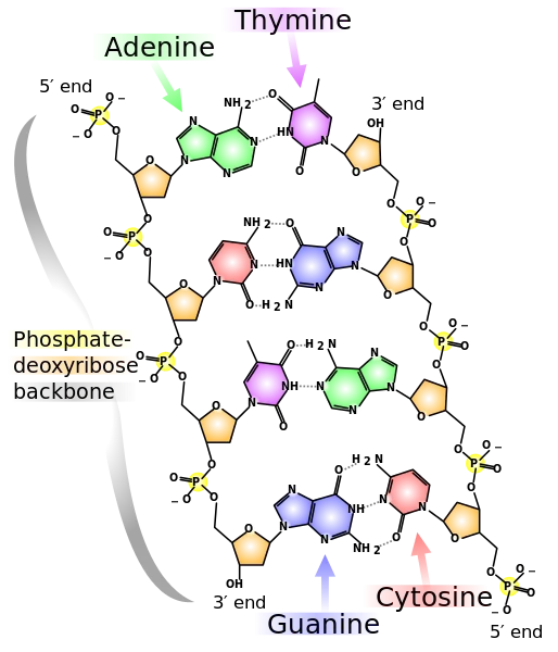 File:DNA chemical structure.svg
