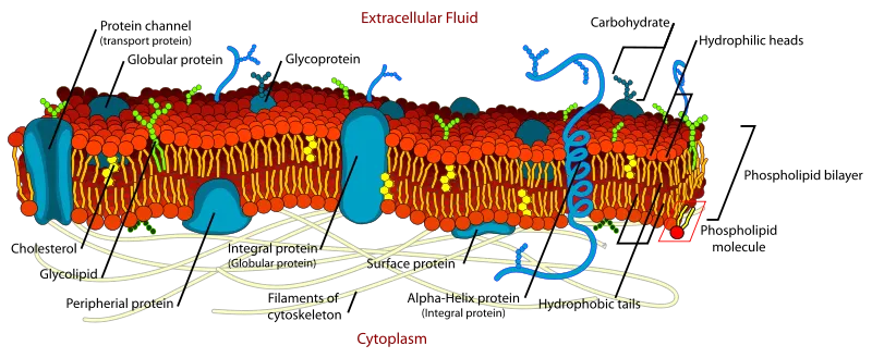 File:Cell membrane detailed diagram en.svg