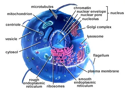 http://www.ebi.ac.uk/microarray/biology_intro_files/cell.jpe