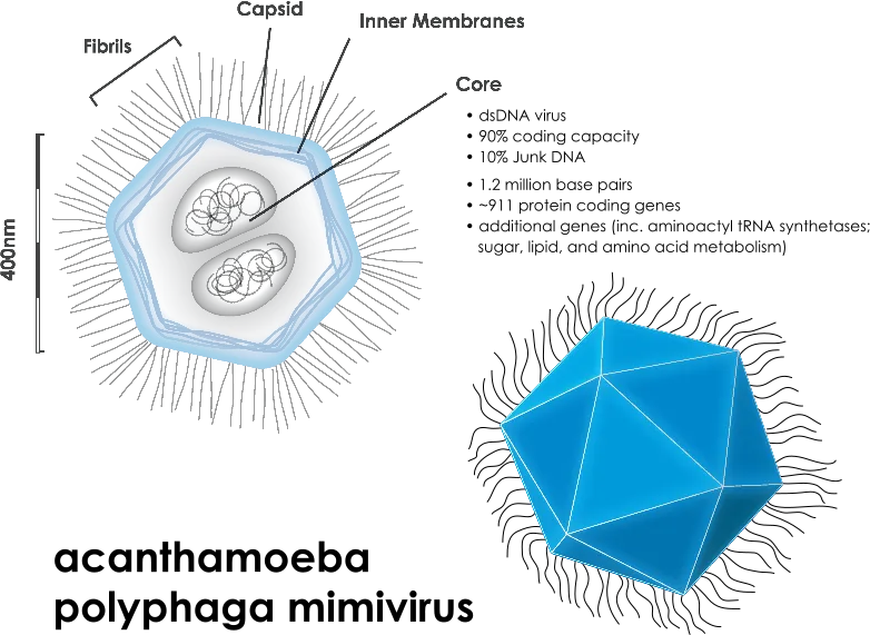 File:Mimivirus svg.svg